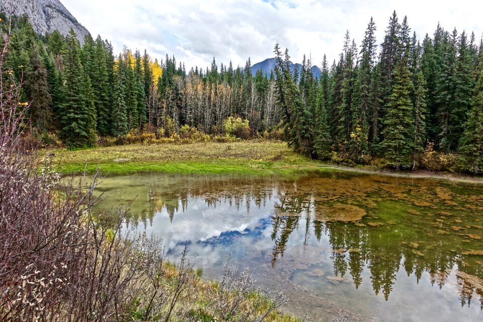 Scenic forest tranquil