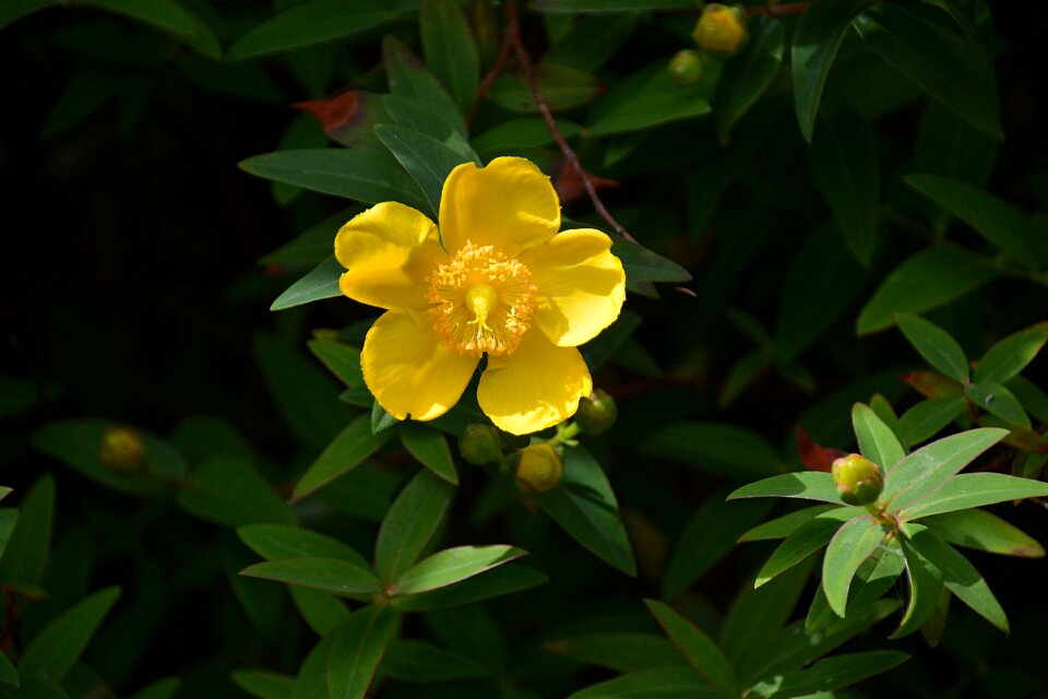 Garden plant flowering
