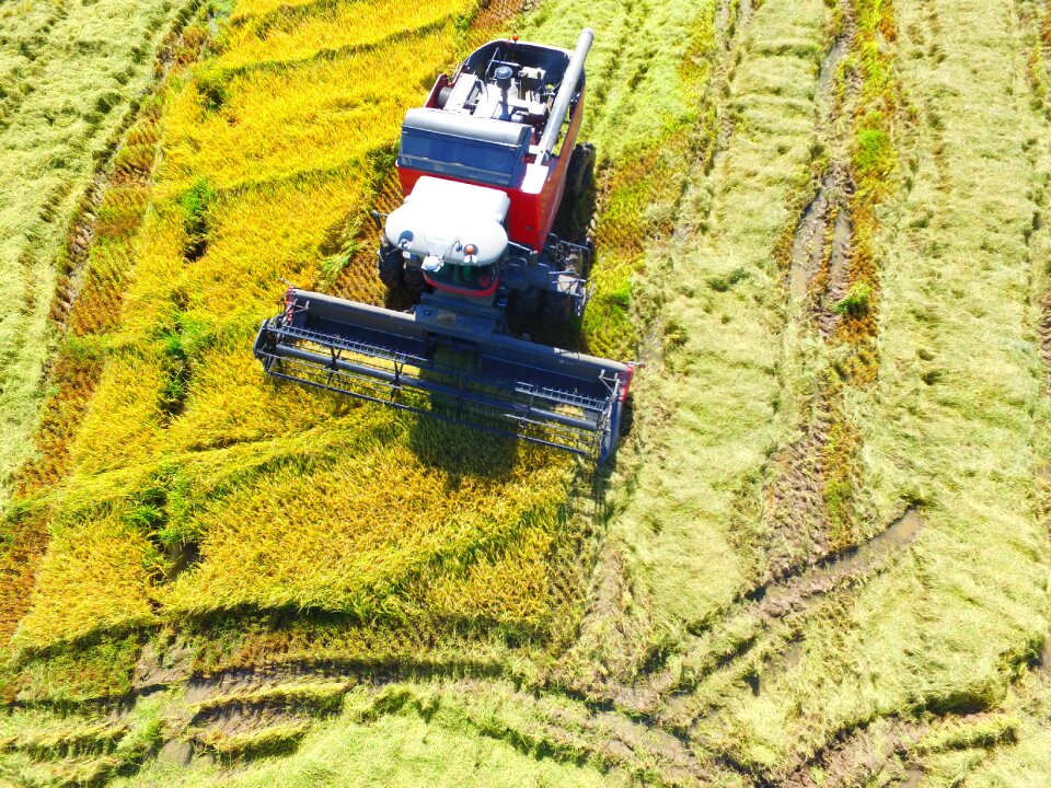Crop rice harvester massey ferguson