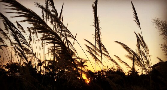 Twilight sunset reed