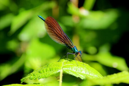 Demoiselle garden mare photo