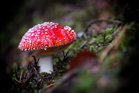 Mushroom toxic autumn photo