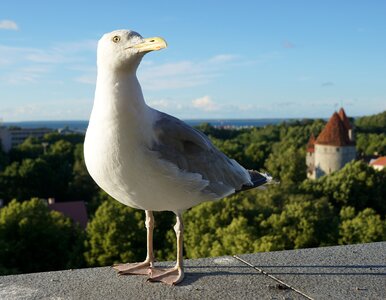 Summer bird animal