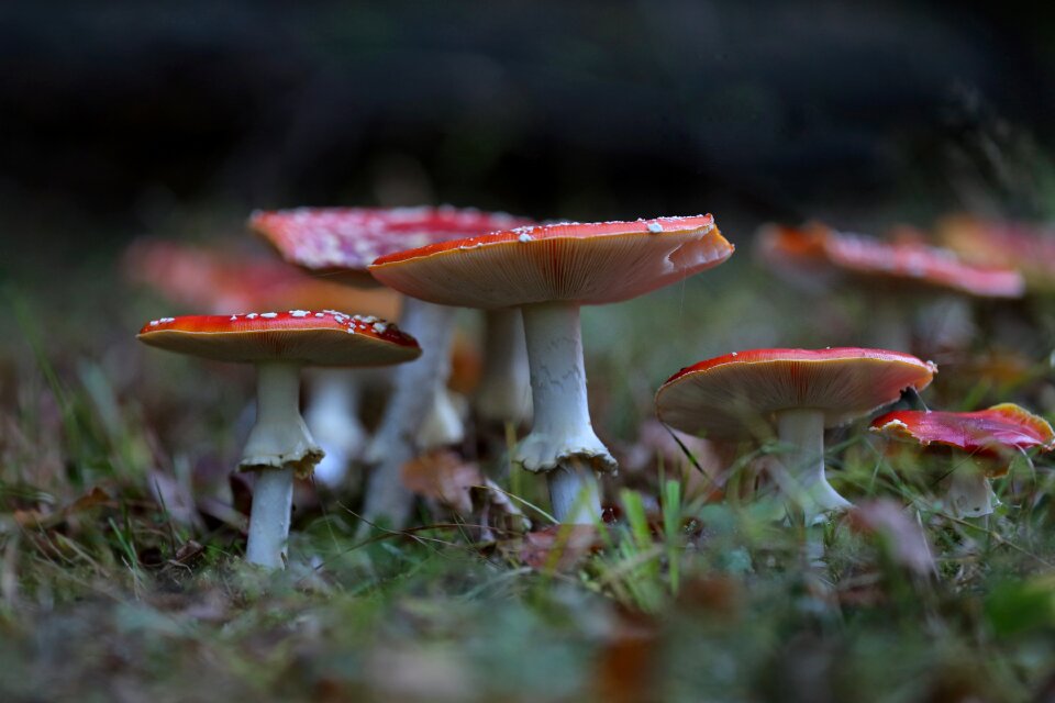 Red forest nature photo