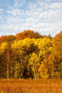 Trees autumn defoliation