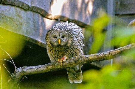 Bird animal sit