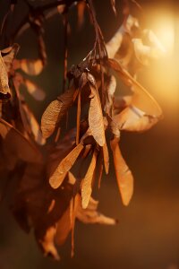 Fruit brown autumn