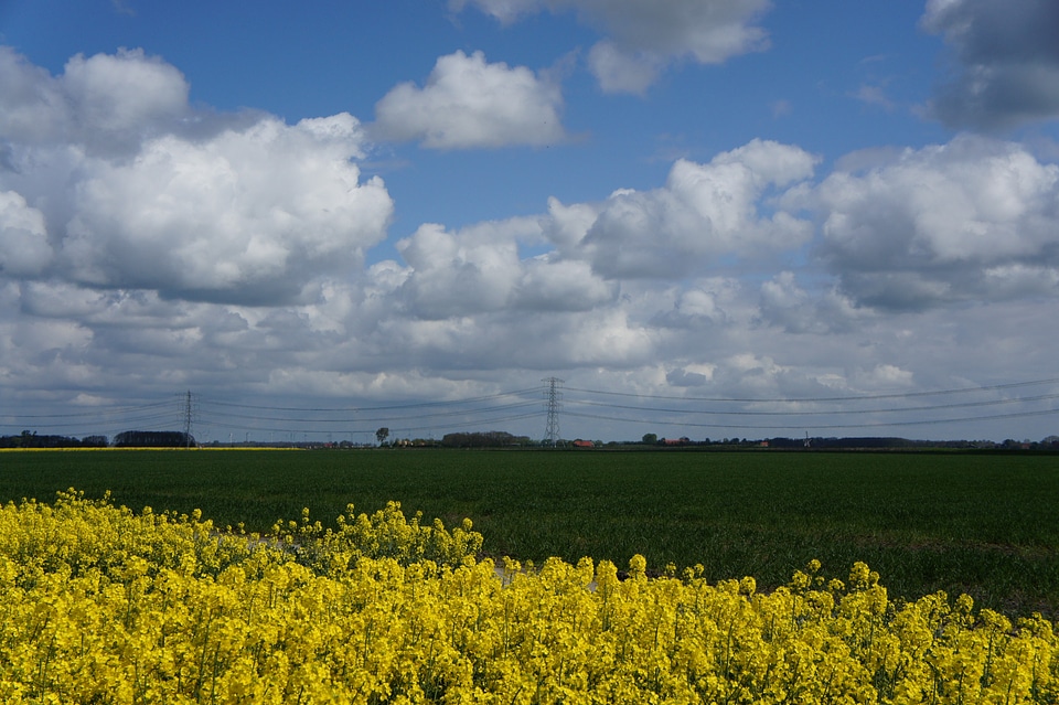 Yellow landscape nature