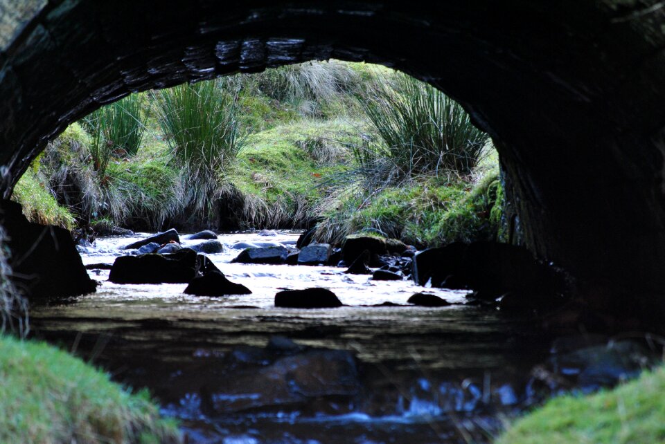 Stream scenery summer