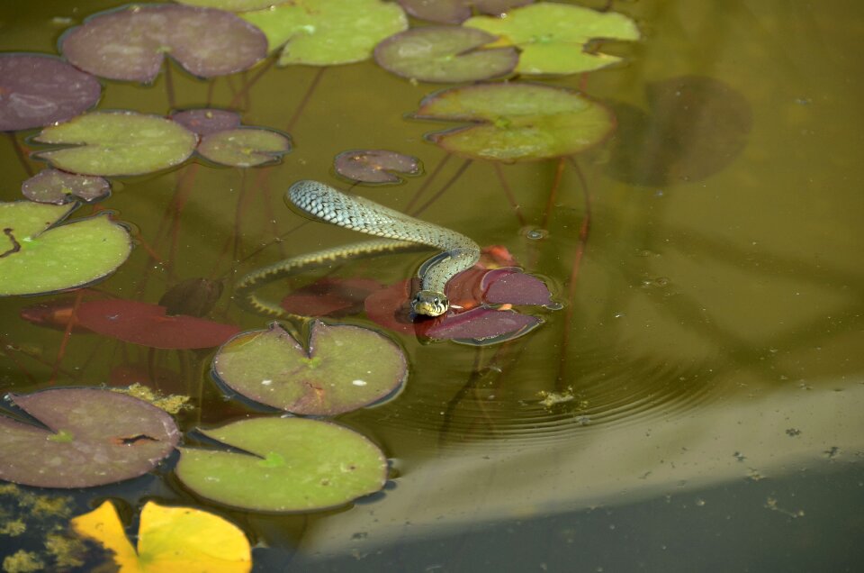 Snakehead natter reptile