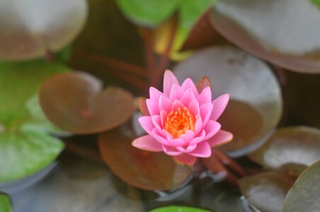Water lily karen pink