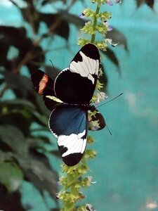 White nature