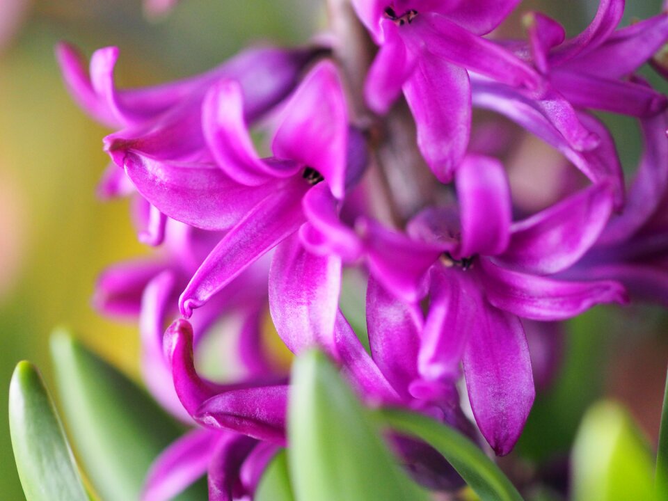 Vivid flowers red purple