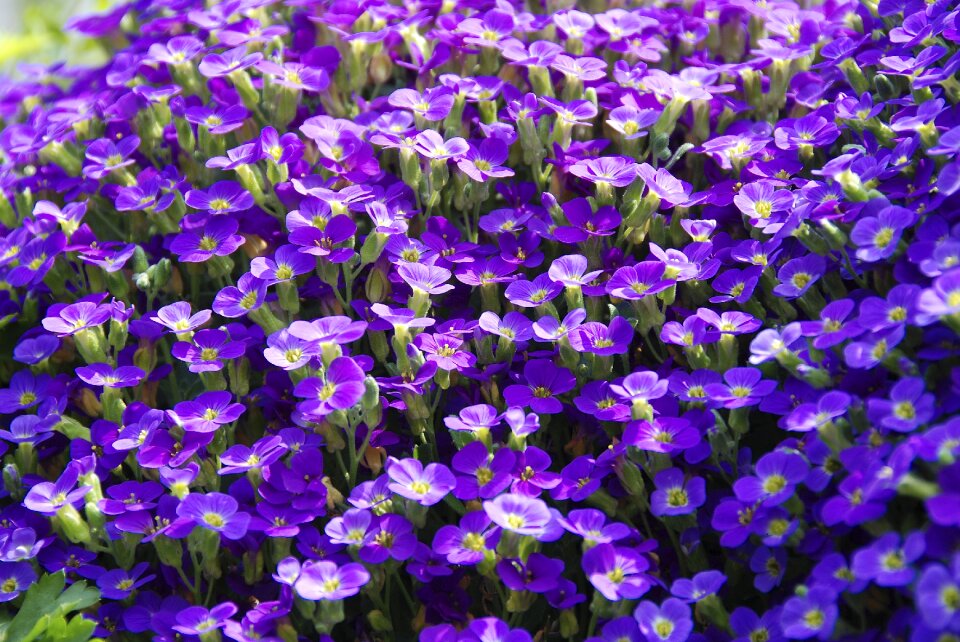 Herbaceous plant blossom bloom