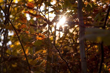 Autumn sun backlighting autumn mood photo
