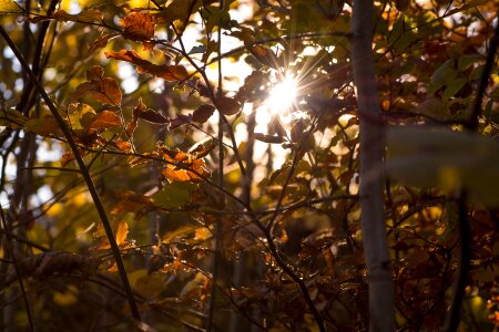 Autumn sun backlighting autumn mood