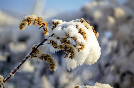 Snow nature frost