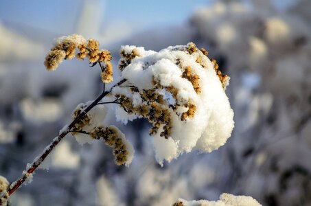 Snow nature frost photo