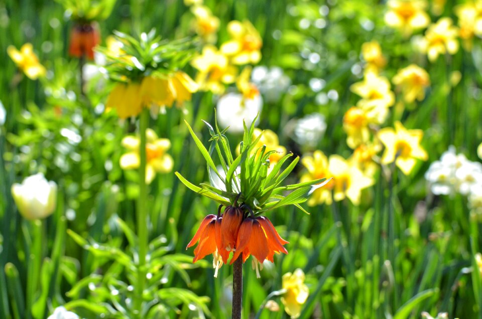Plant blossom bloom