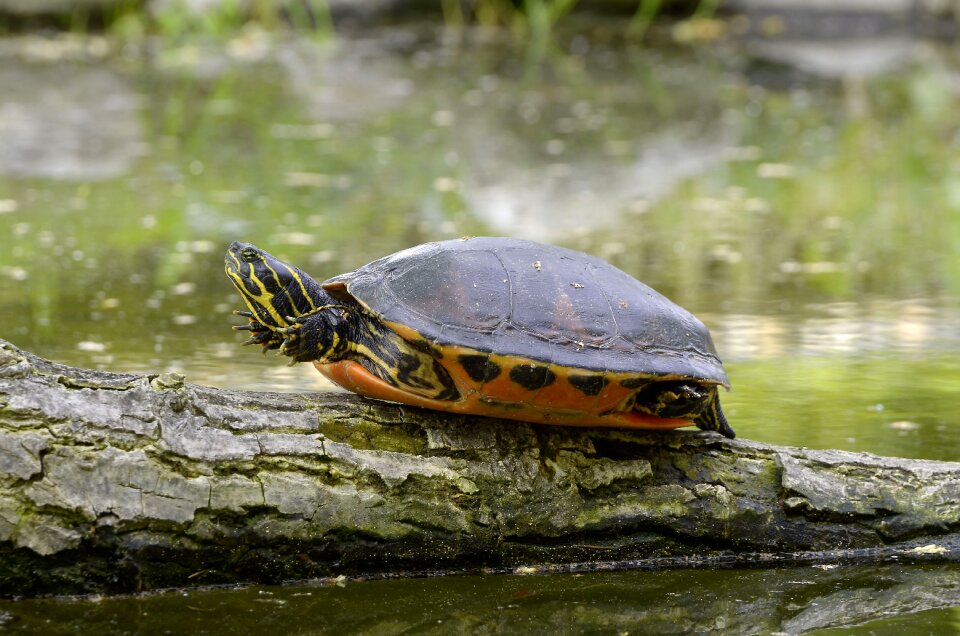 Nature reserve reptile relax