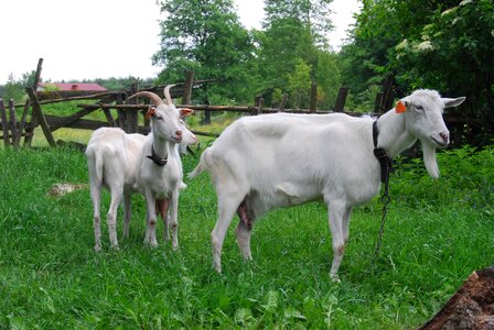 Village grass horns