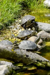 Nature water turtle tortoise shell