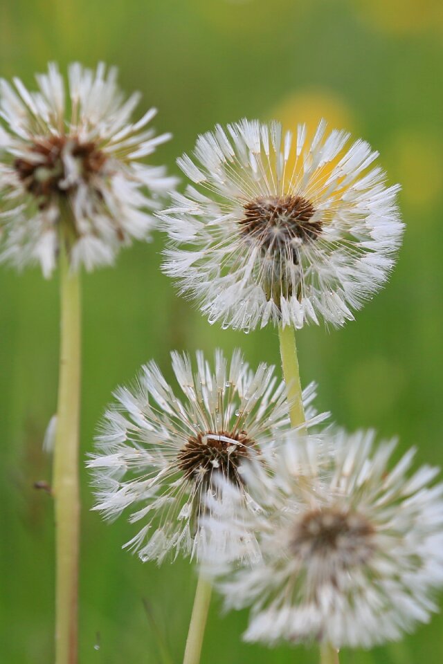 Nature pointed flower macro