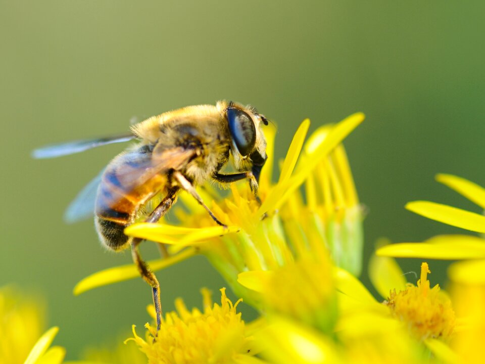 Insect macro forage
