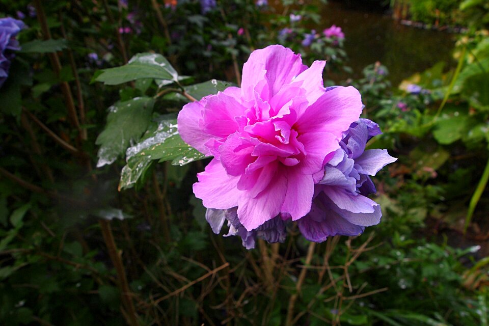 Flowers garden plant color