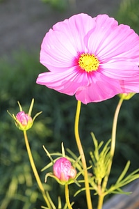 Natural blossom bloom