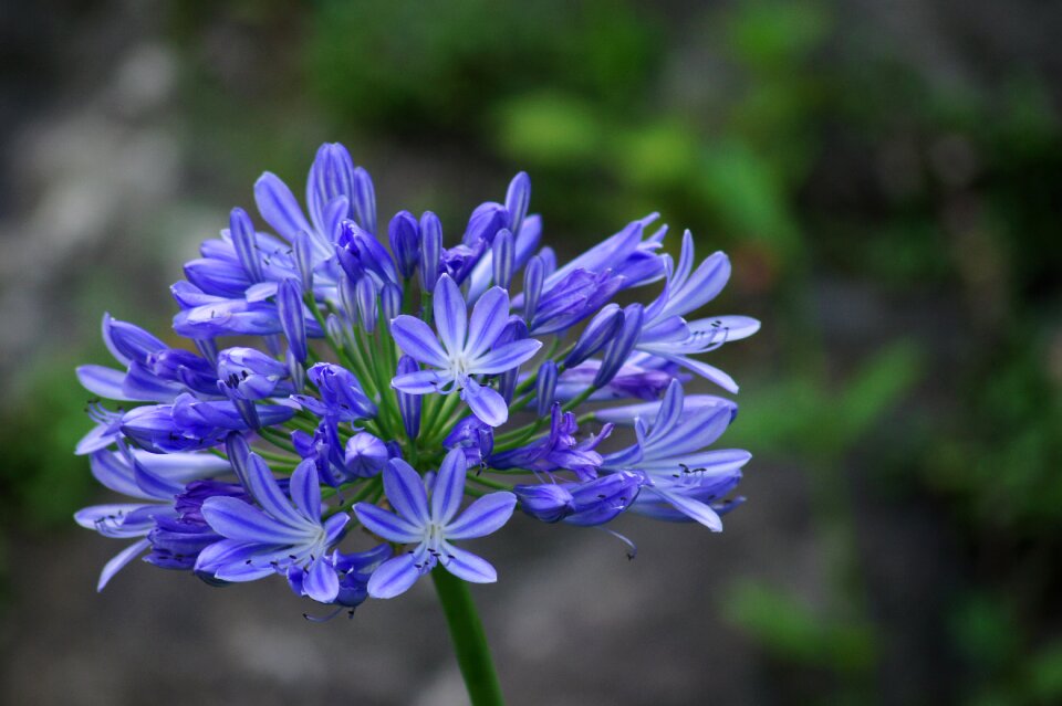 Flowering plant macro