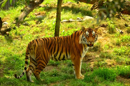Animal nature beast