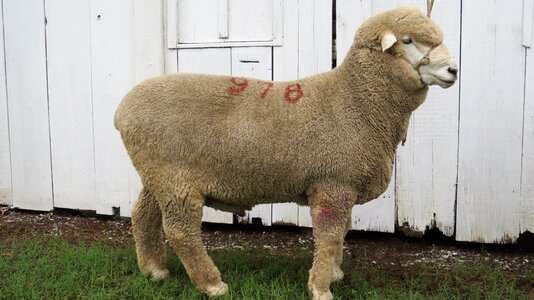 Sheep corriedale Free photos