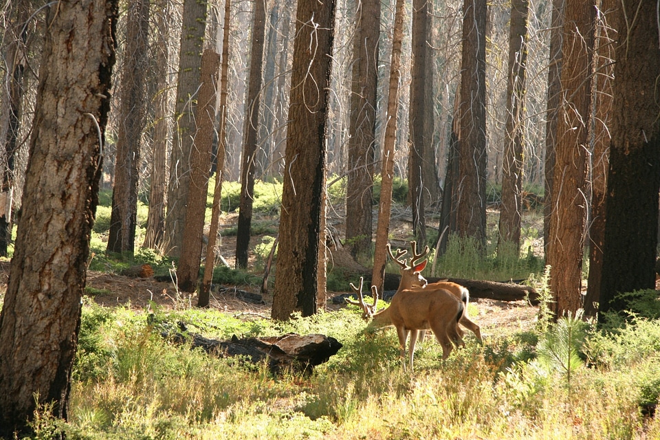 Woods trees mammal