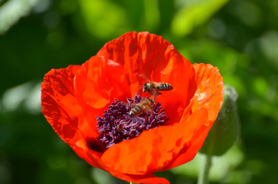 Nature klatschmohn mohngewaechs