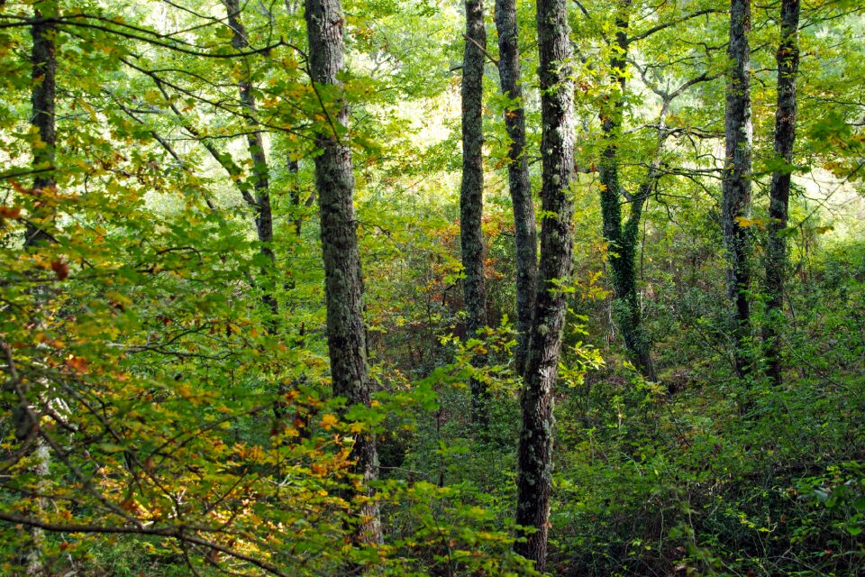 Quercus cerris italy pollino