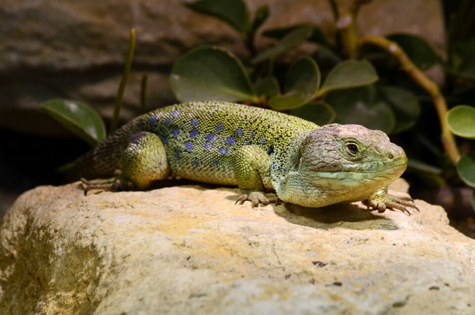 Reptile green animal