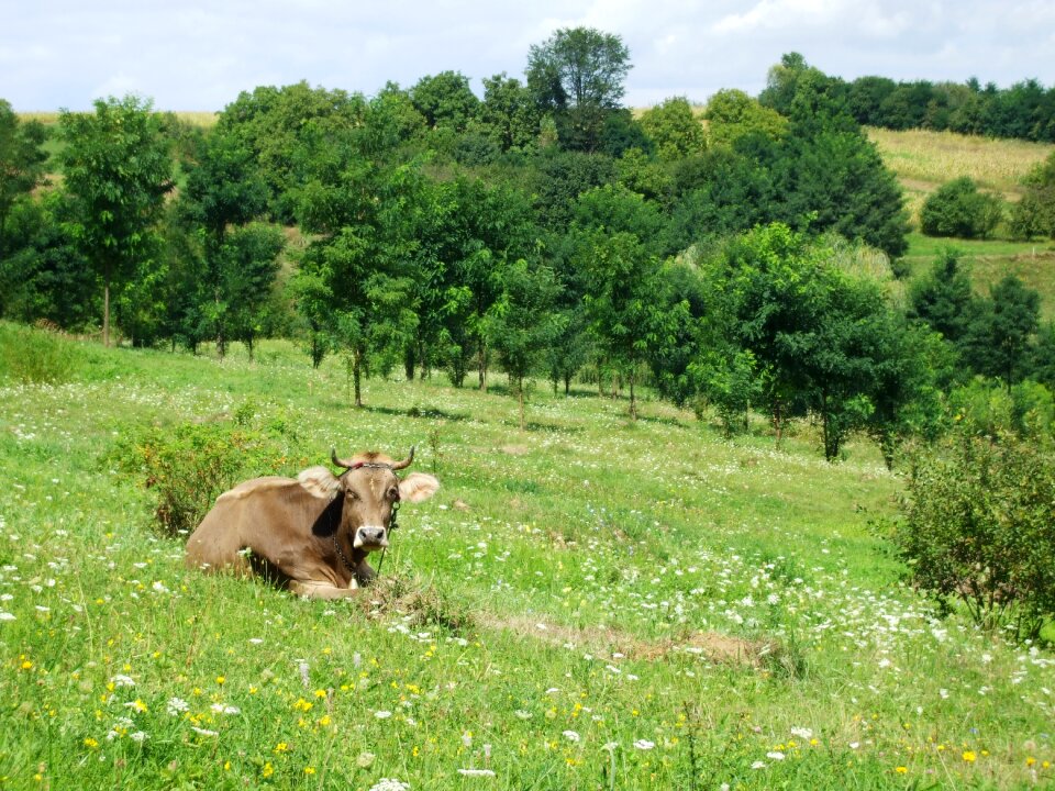 Meadow rural green cow