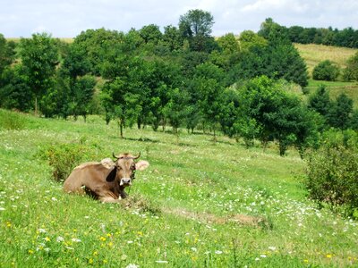 Meadow rural green cow photo