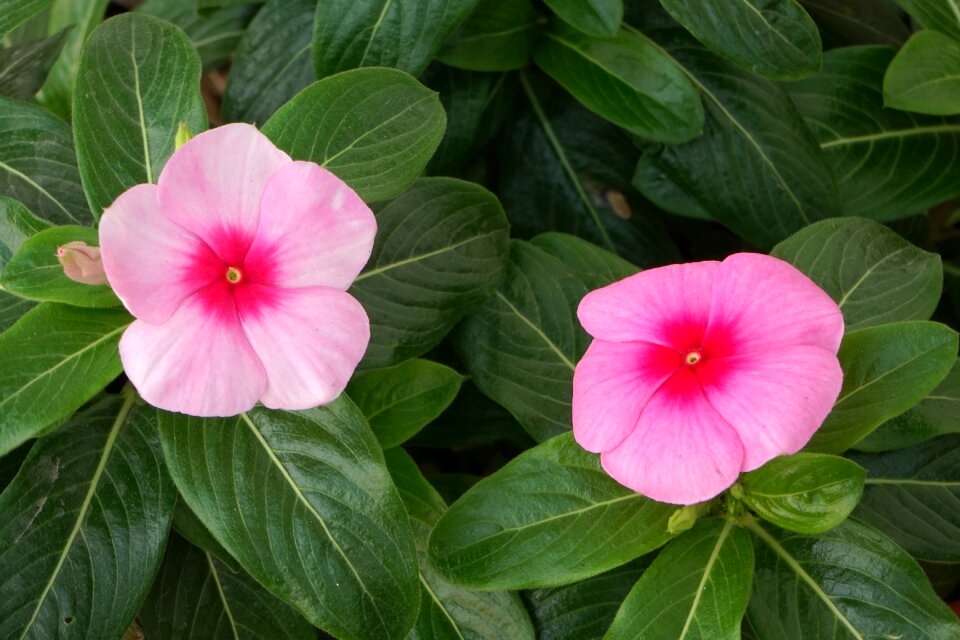Open every day pink 2
