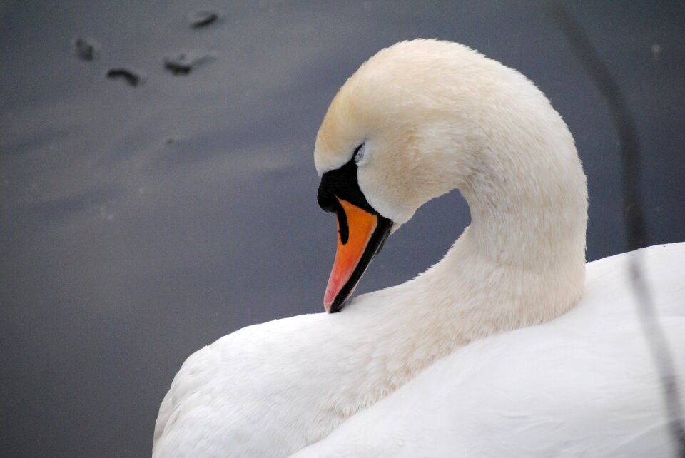 Bird water nature