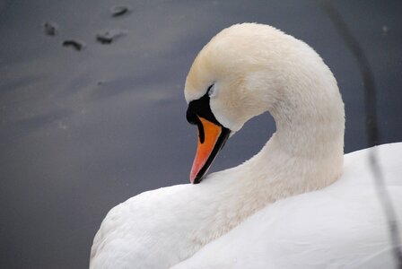 Bird water nature photo