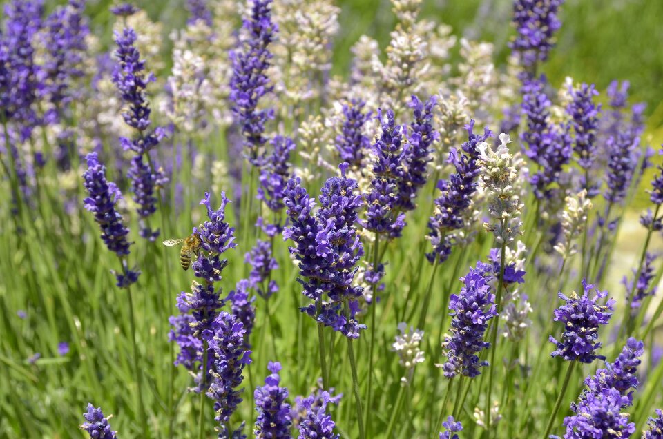 Bee lavender flowers plant photo