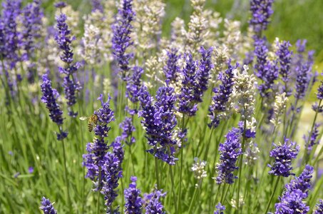 Bee lavender flowers plant photo