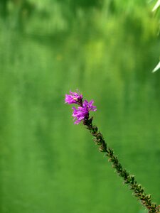 Purple nature plant