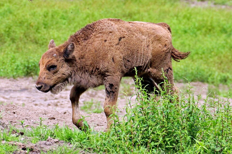Baby small animal beef