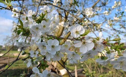 Apple flower flowering tree tree photo