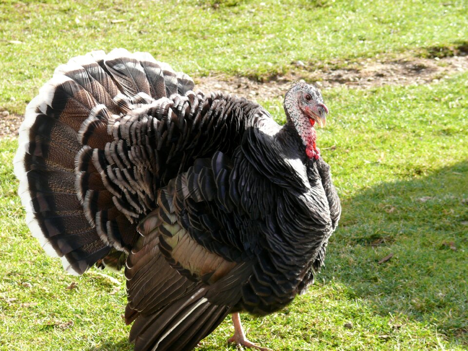 Animal farm poultry