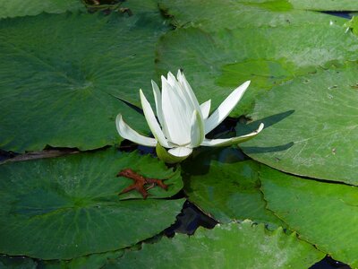 Lotus flower white