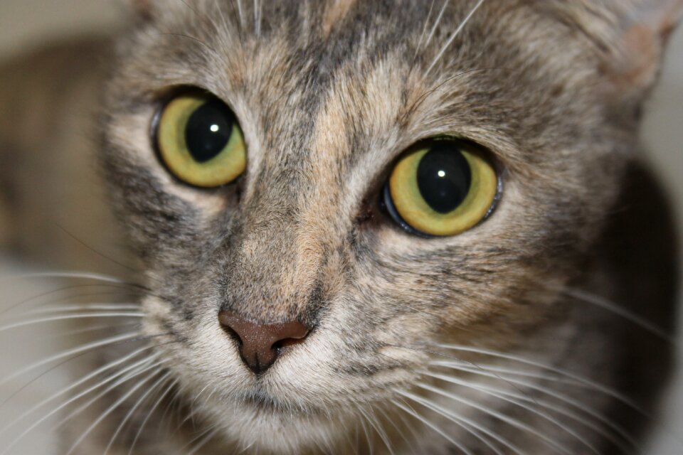 Yellow eyes feline
